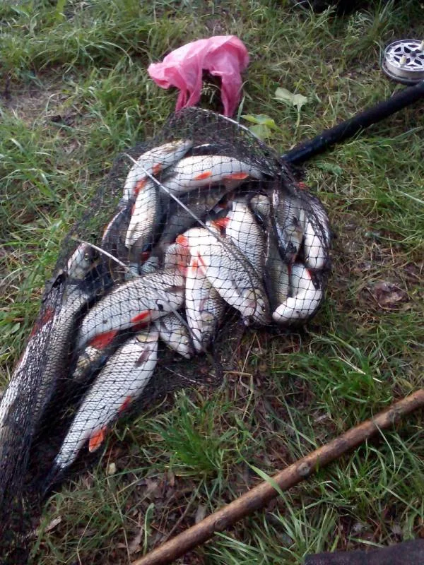 Голавль