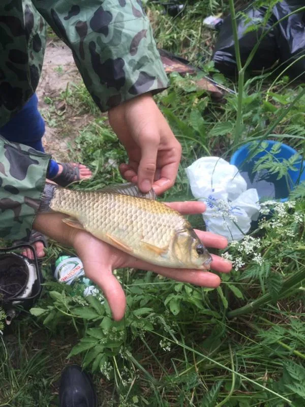 Карась