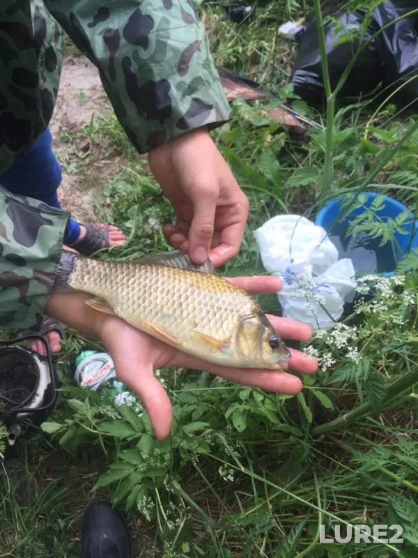 Карась — Брянская область, 17 июн. 2019 г.