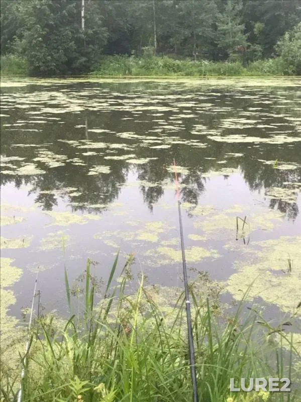 Карась, Окунь