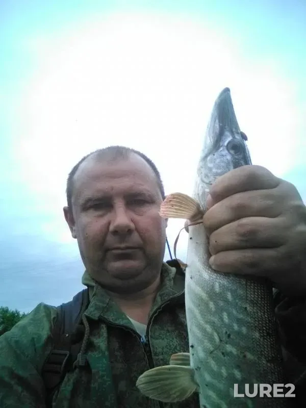 Щука