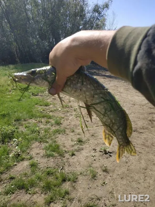 Щука