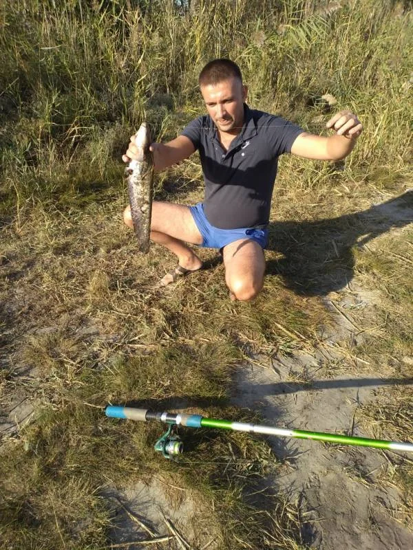 Сом