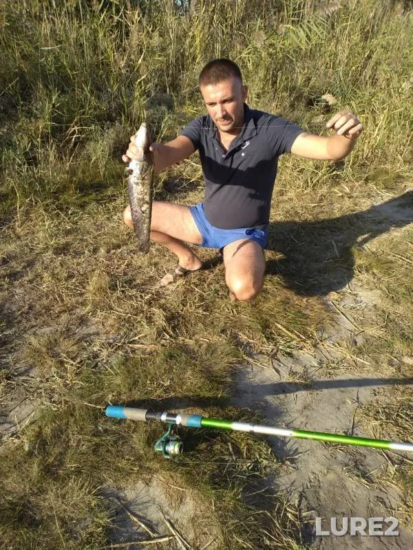 Сом — Ростовская область, 30 сент. 2019 г.