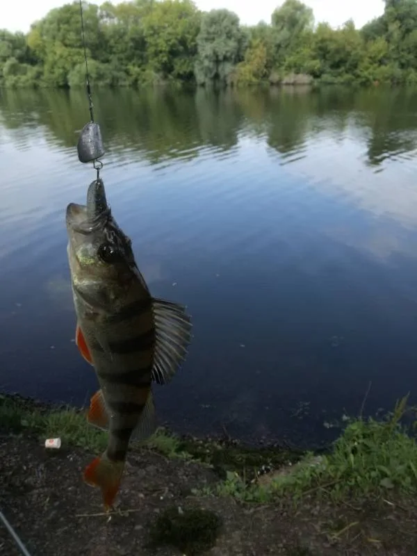 Окунь, Щука