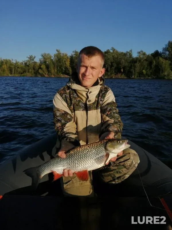 Голавль, Окунь — Волга, 31 авг. 2019 г.