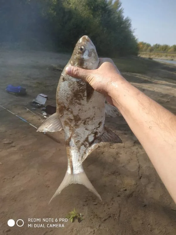 Лещ