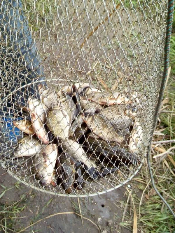 Карась