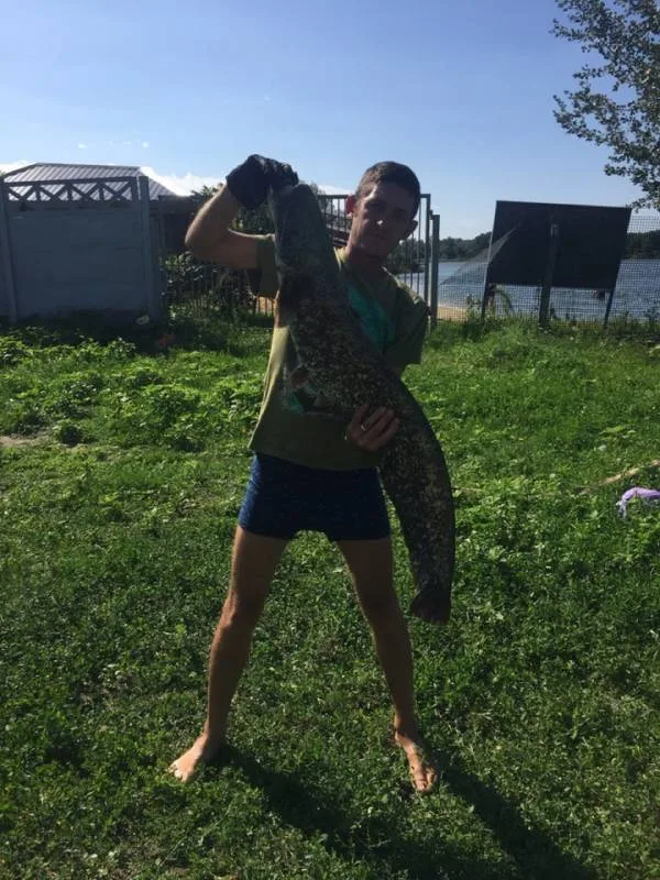 Сом