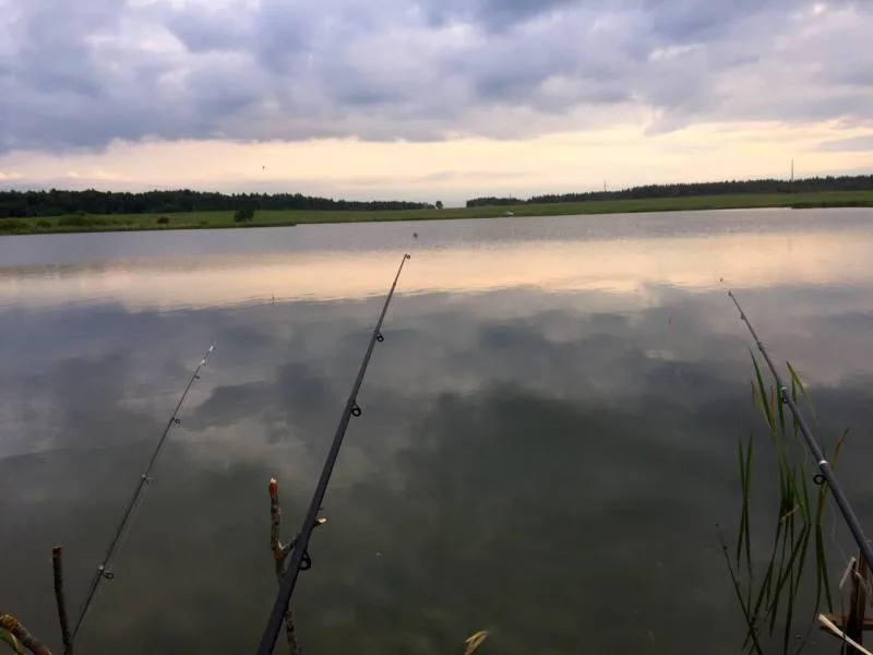 Карась, Окунь