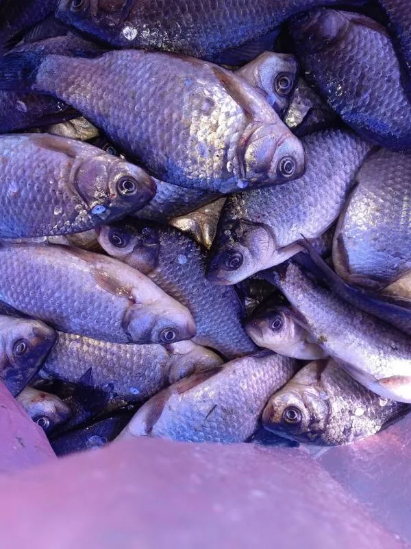 Карась