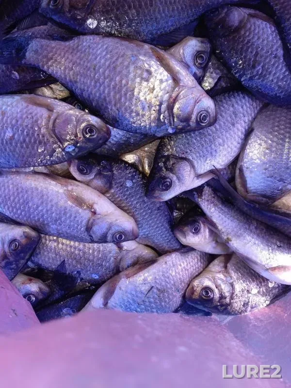 Карась — Маралды, 07 апр. 2019 г.