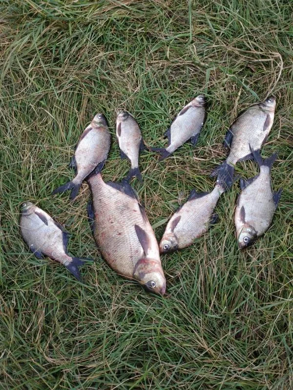 Лещ
