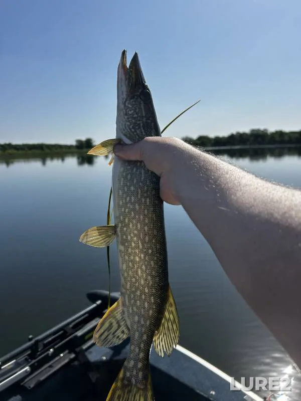 Лещ — Минская область, Борисовский район, 03 сент. 2019 г.