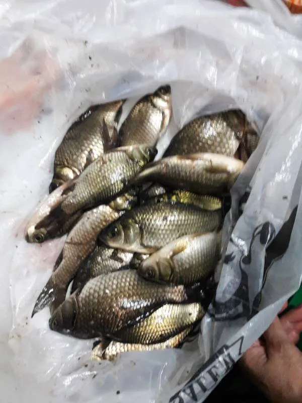 Карась