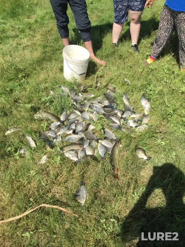 Щука, Карась — Актюбинская область, 19 июл. 2018 г.