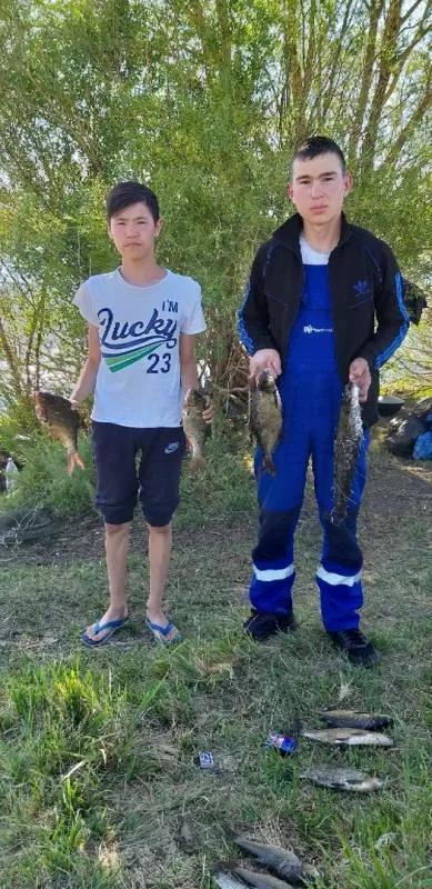 Лещ, Сом