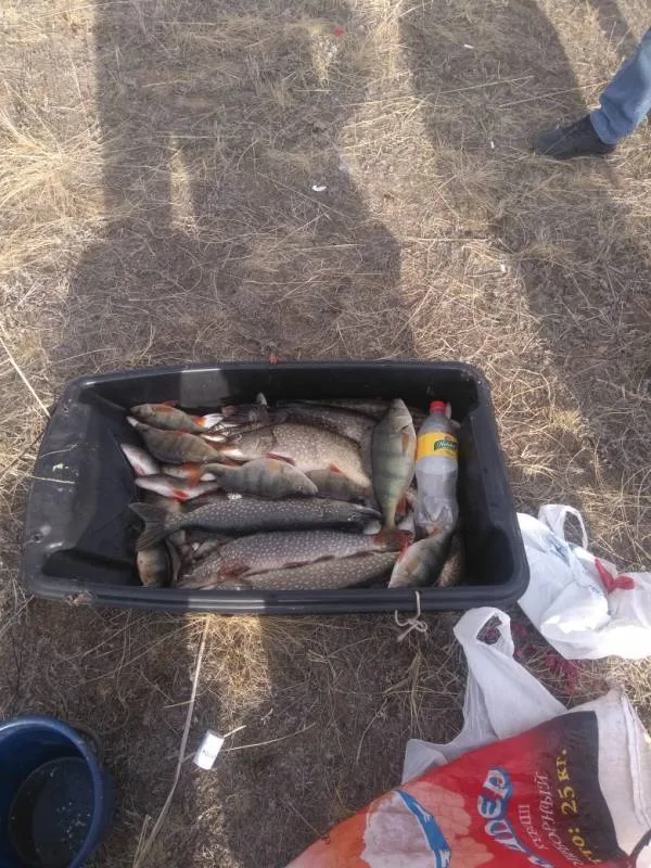 Окунь, Щука