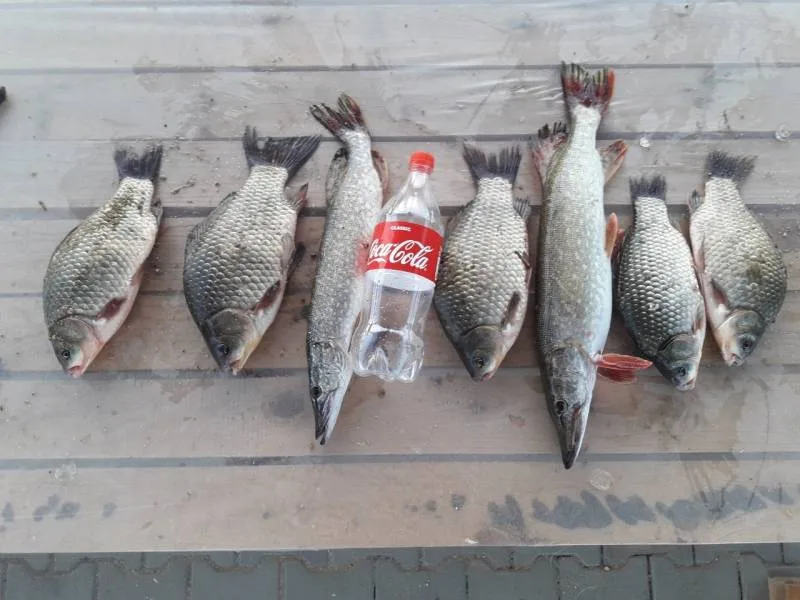 Карась, Щука