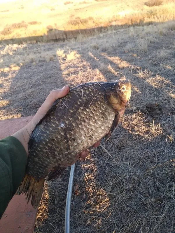 Карась