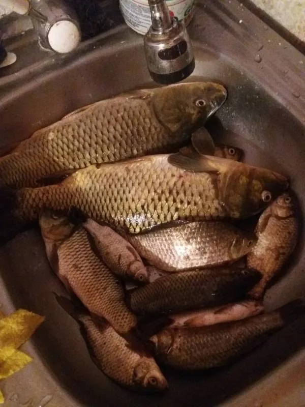 Карась