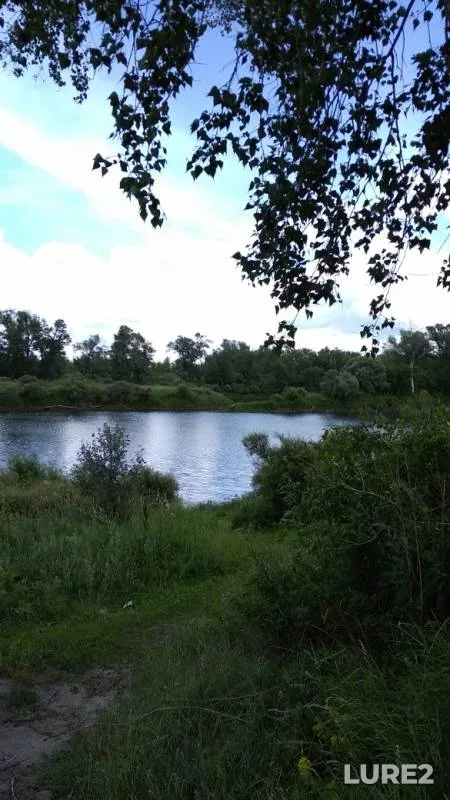Окунь, Щука