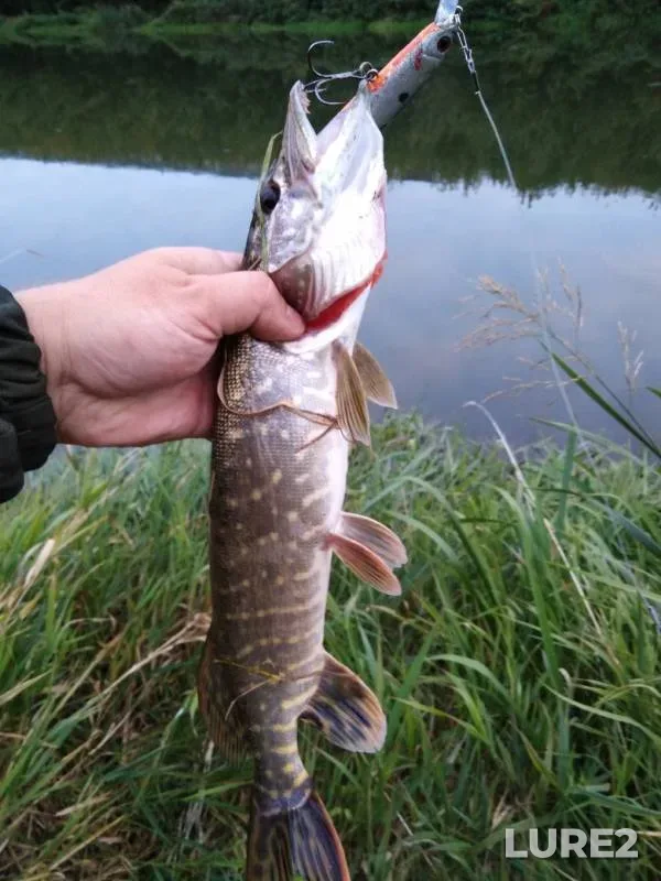 Щука — Упа, 27 сент. 2019 г.