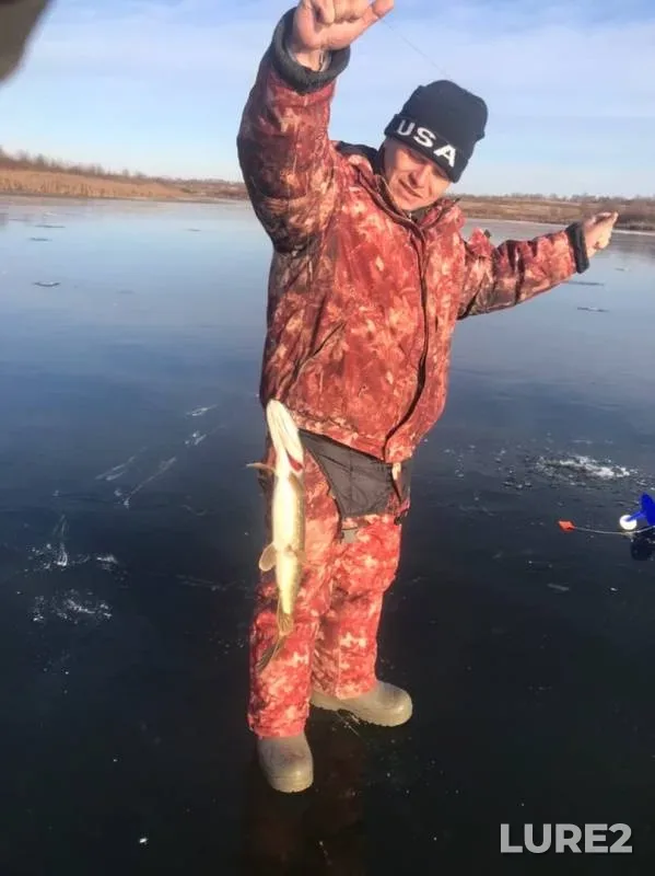 Щука