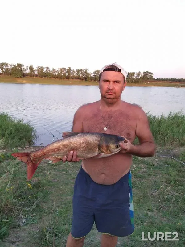 Толстолобик — Мокрый Еланчик, 21 авг. 2019 г.