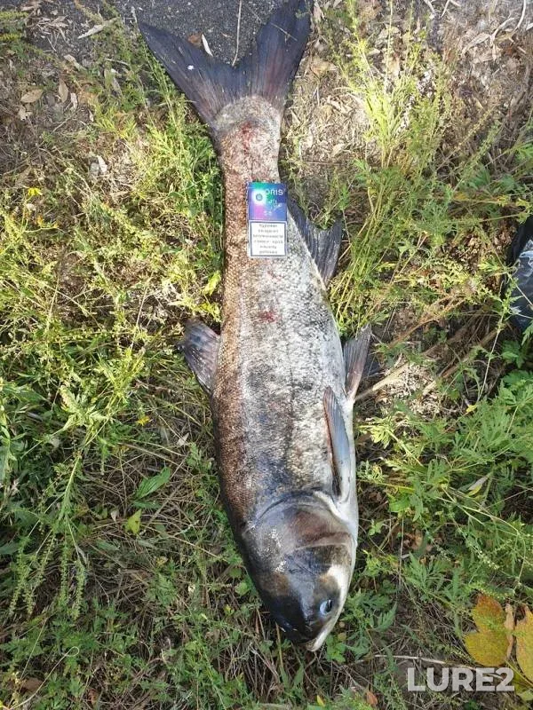 Толстолобик — Донецька область, 06 сент. 2019 г.