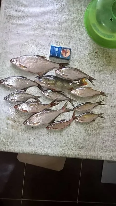 Лещ, Окунь