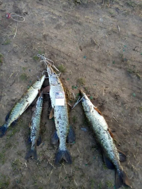 Щука