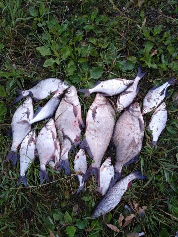 Лещ, Голавль