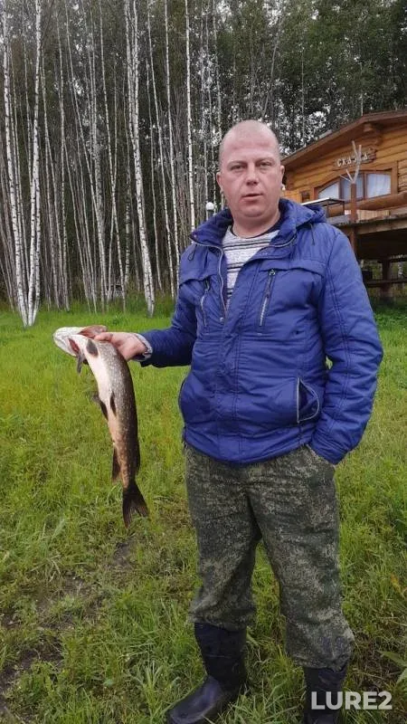 Окунь, Щука