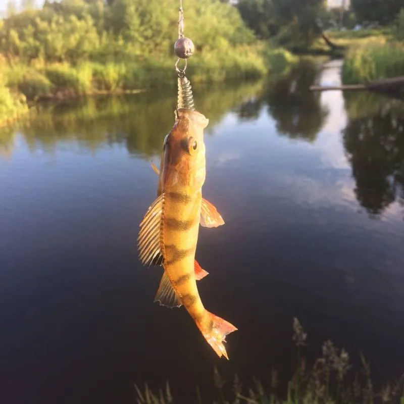 Окунь, Щука