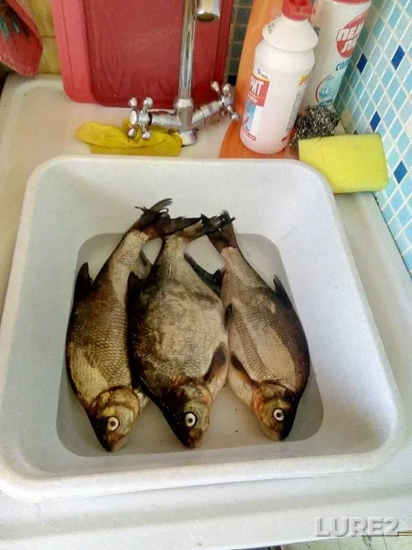 Лещ