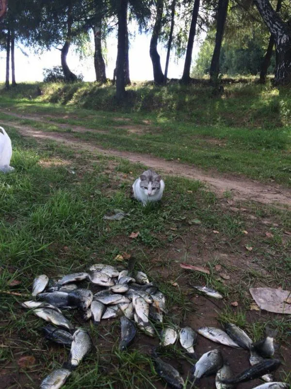 Карась