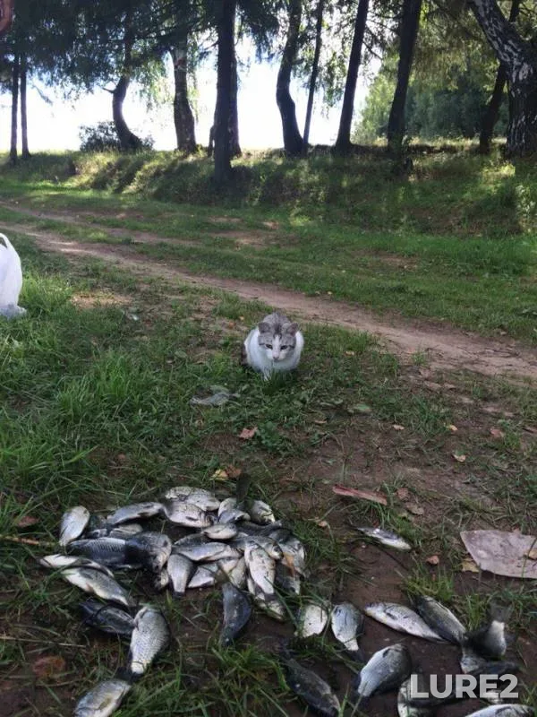Карась — Шерья, 09 сент. 2015 г.