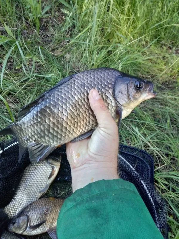 Карась