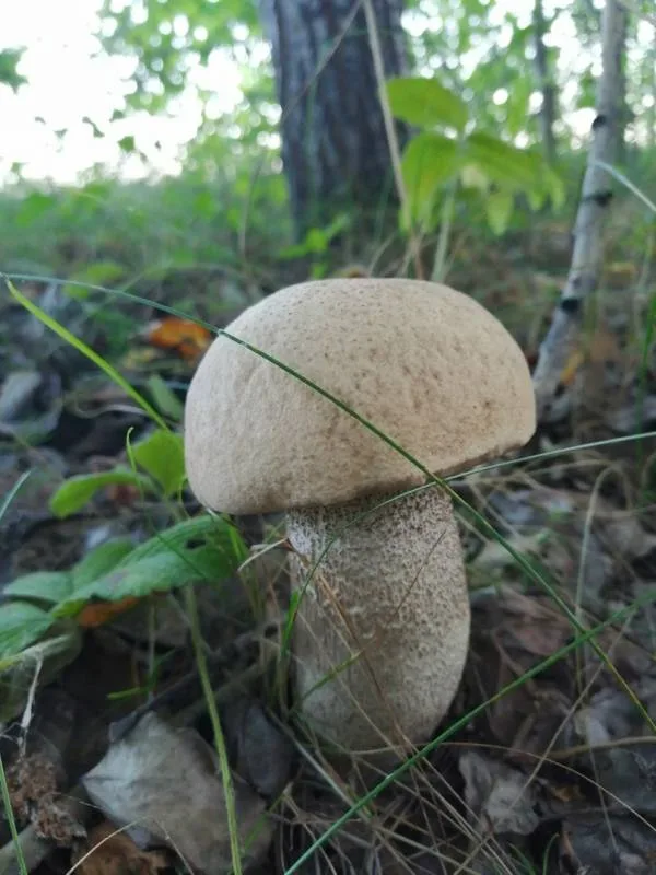 Щука