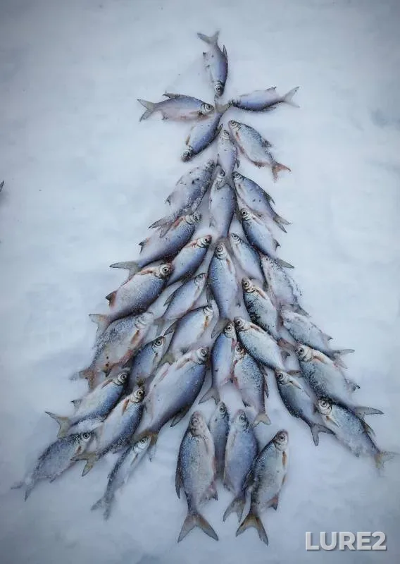 Плотва — Республика Татарстан, 22 дек. 2018 г.