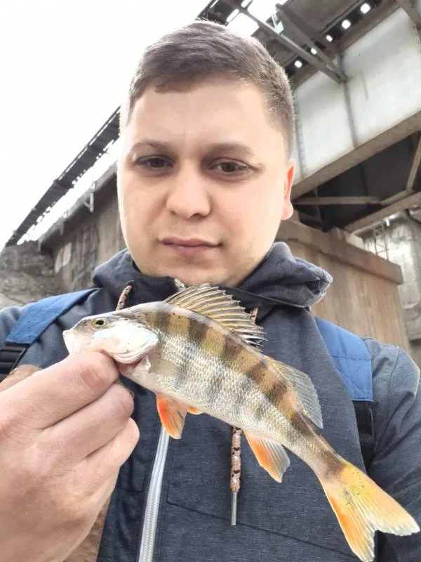 Окунь