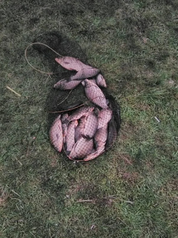 Карась