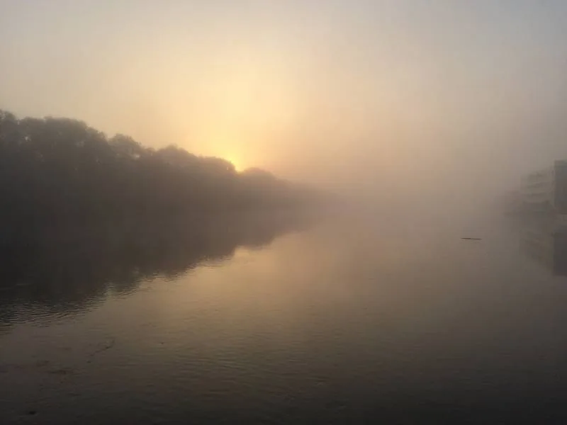 Лещ, Густера