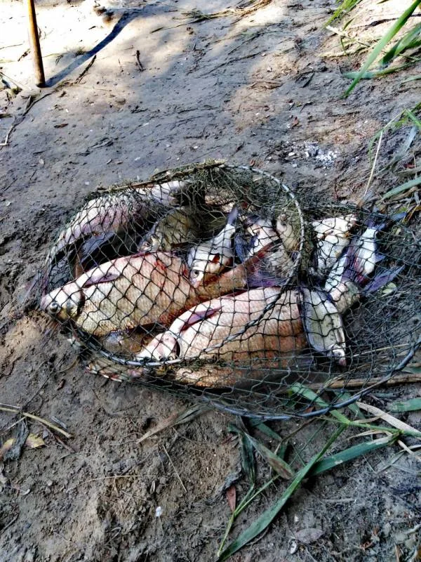 Лещ