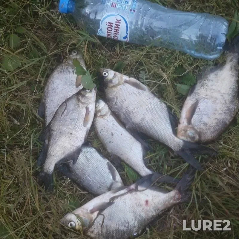 Лещ — Березина, 04 июн. 2019 г.