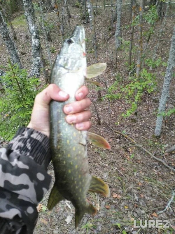Окунь, Щука
