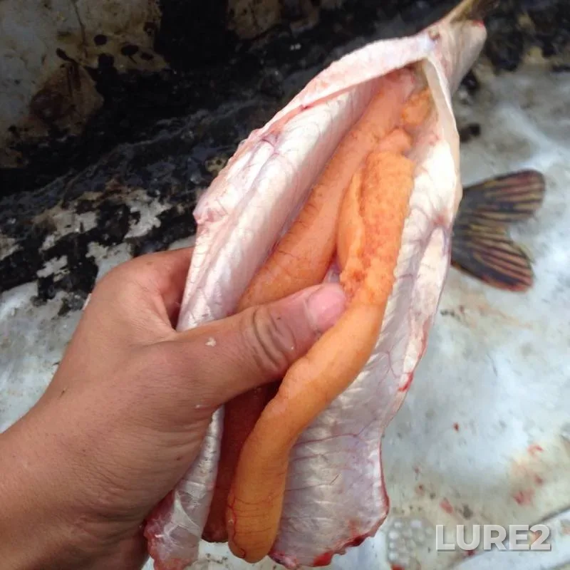 Щука — Кушум, 12 окт. 2019 г.