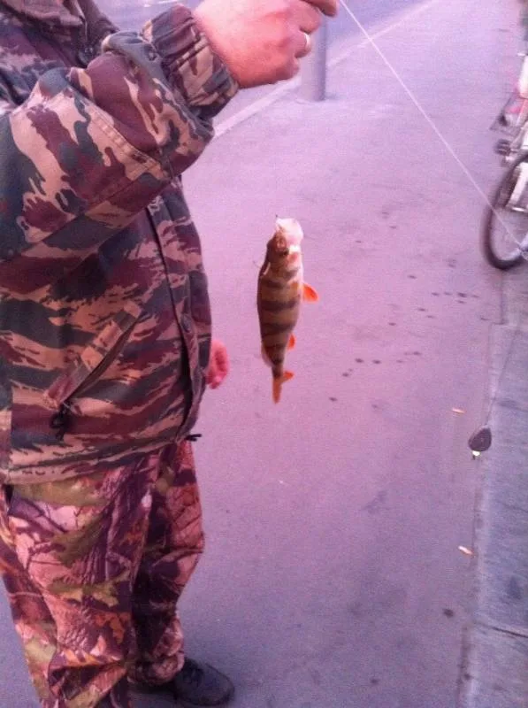 Окунь
