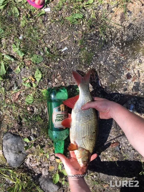 Язь